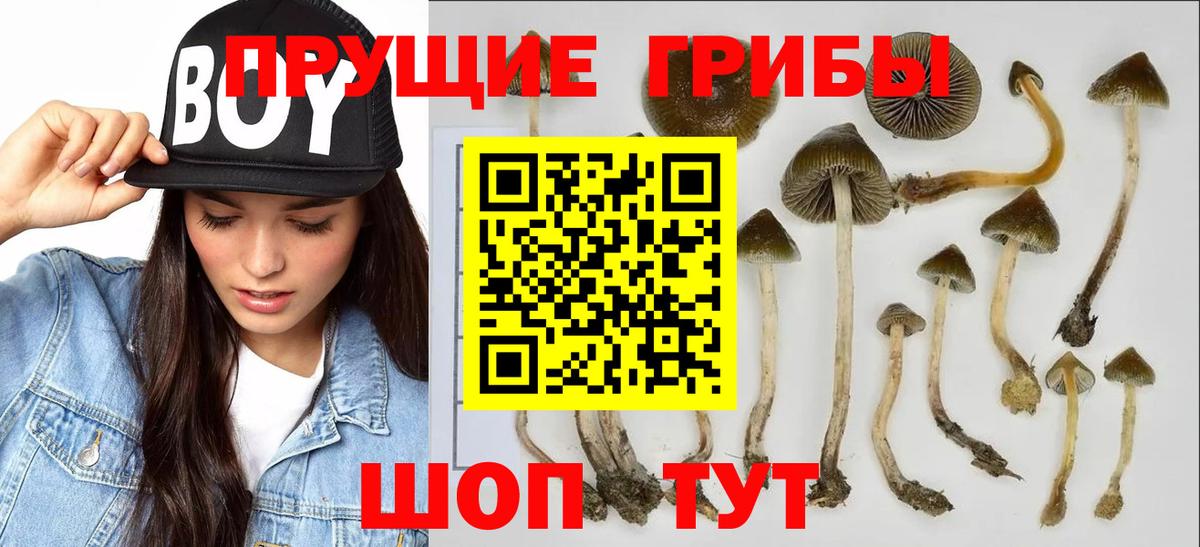 Псилоцибиновые грибы GOLDEN TEACHER Семёнов